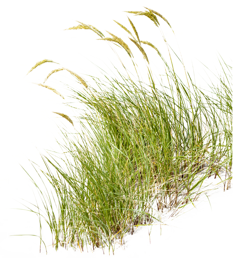 Beach Grass from Fort Bragg, CA.
