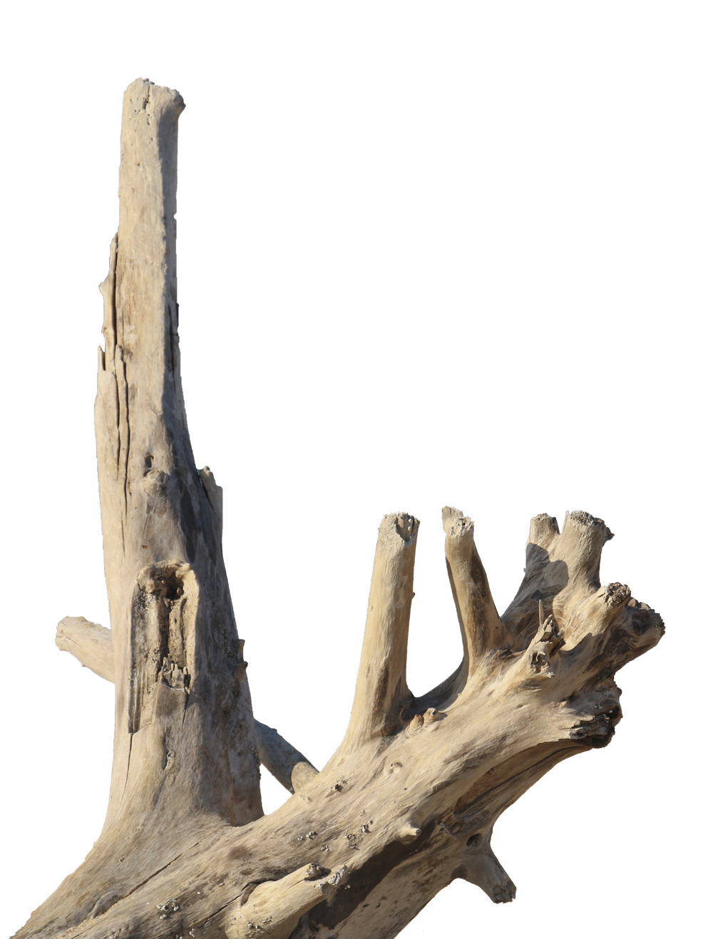 Driftwood found in Fort Bragg, CA.