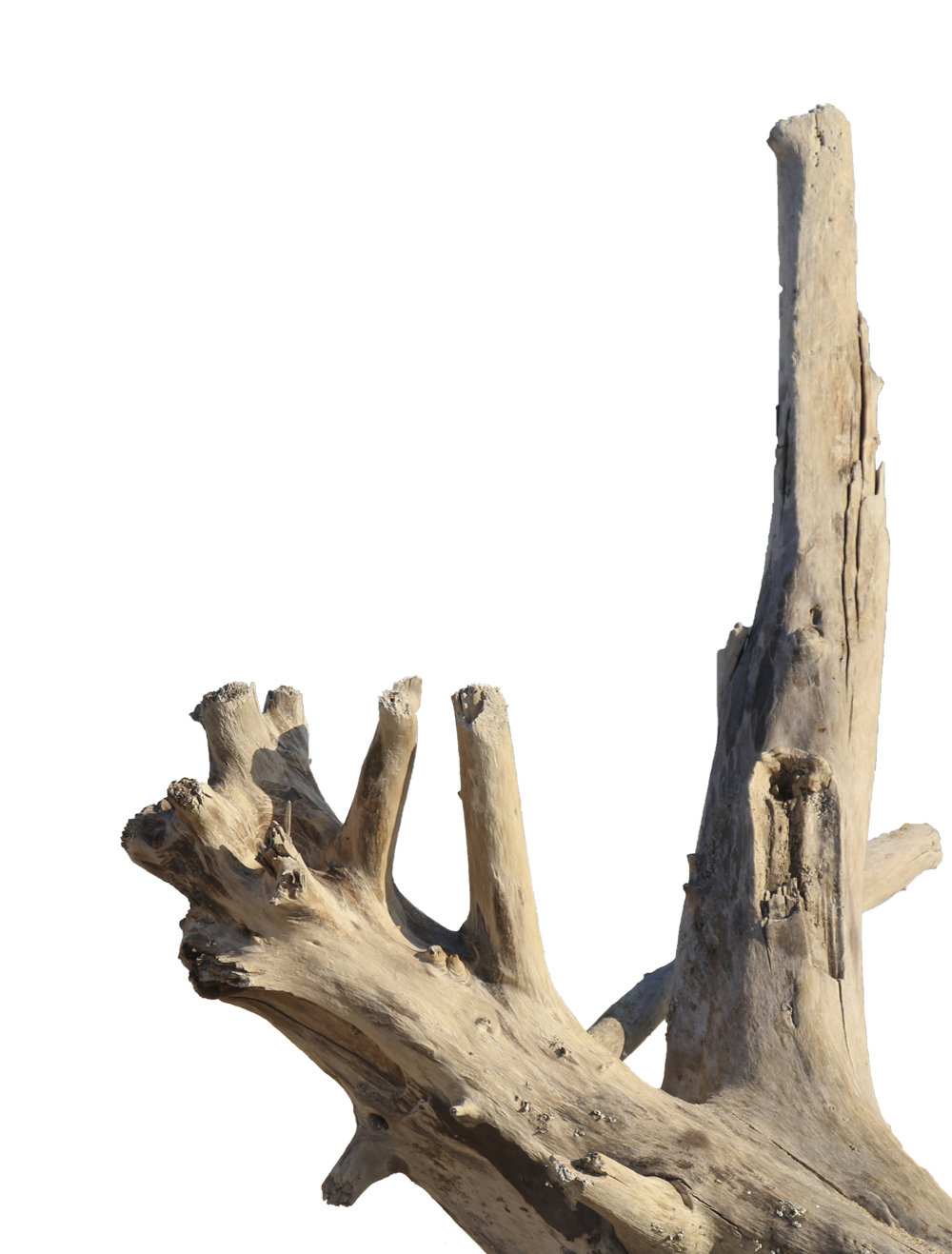 Driftwood found in Fort Bragg, CA.